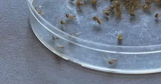 Louisville Finds West Nile–Carrying Mosquitoes in Seven More Neighborhoods, Triggering Fogging