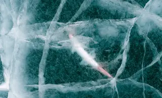 Ancient Rotifer Awakens After 24,000-Year Permafrost Sleep