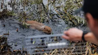 Beavers as urban flood engineers reshape London's wetlands