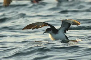 Seabirds suffer navigational errors from jet lag during rapid Atlantic returns