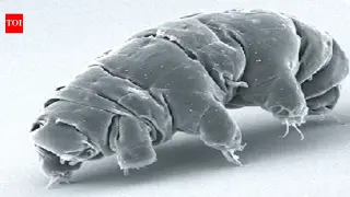 Water Bears in Orbit: Four Generations of Tardigrades Uncover Heritable Spaceflight Tricks