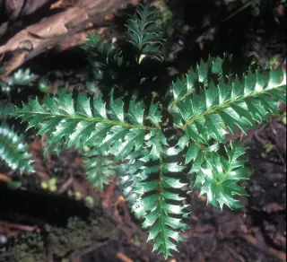Tasmania’s 43,600-Year-Old King’s Holly Remains a Genetic Enigma