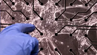 Brain-on-a-Chip Learns Doom, Hinting at a New Bio-Computing Frontier