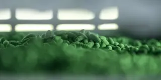 DOGE-Driven Cuts Spur $1B Push to Fight Screwworm Outbreak