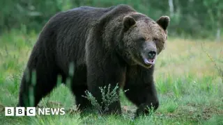 Fatal Bear Attack in Ulaanbaatar Ger Highlights Rising Human-Wildlife Conflict in Mongolia