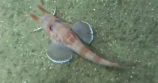 Sea-floor Moonwalk: First Backward Movement Captured in a Fish