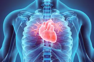 Flavanols Make the Difference: Why Five a Day Isn’t Always Heart-Protective