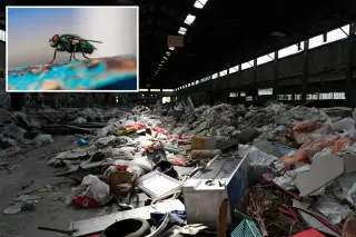 Rotting meat at Boyle Heights warehouse sparks dangerous fly infestation and health fears