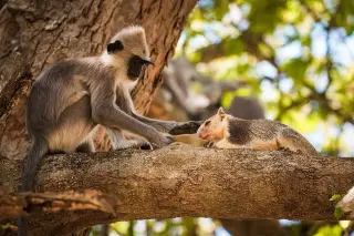 Cross-Species Bonds: What Primates’ Friendships Reveal About Pets
