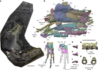 New Fossil Data Revises Evolution of Land-Dwelling Vertebrates