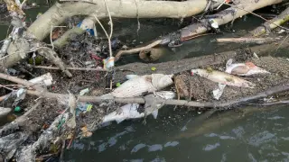 Storms and drought converge to trigger mass fish die-off on the Chattahoochee River near Atlanta