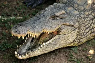3,700-psi bite, weak-opening jaw: the Nile crocodile’s evolutionary design
