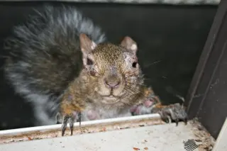Wart-Like Squirrels Spotted Across US Backyards, Baffle Experts