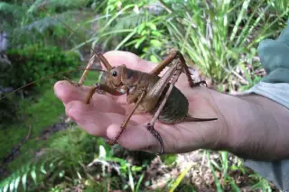 New Zealand’s heaviest insect recovers after 11,000 releases