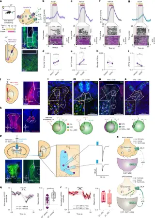 Thalamostriatal endocannabinoid signaling boosts reward pursuit through retrograde gain control