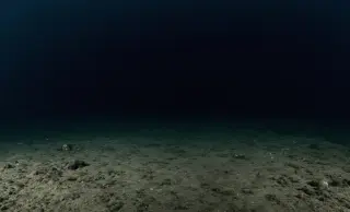 Hidden Armor, New Species: Scientists Find a Chiton in Korea's Coastal Waters