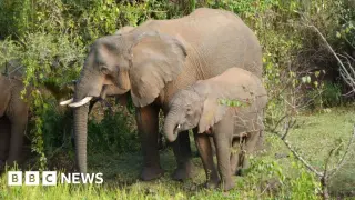 Kenyan Elephants Use 35 Plants for Self-Medication, Study Finds