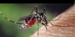 Two West Nile Virus Cases Confirmed in Myrtle Beach as City Boosts Mosquito Control