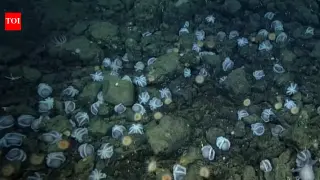 California’s Octopus Garden Reveals 20,000 Nests, the Largest Octopus Nursery on Earth