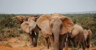 Tiny on the scales: all wild land mammals weigh about 20 million tonnes, far less than humans and livestock