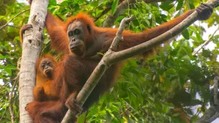 Extreme rainfall imperils Sumatra’s rarest orangutans, study says