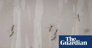 Google seeks permit for a massive sterile-mosquito release in California and Florida