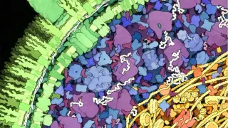 Bacteria Use Protein as Template to Make DNA Without RNA