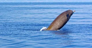 Beaked whale shatters mammal diving limits with 222-minute breath-hold