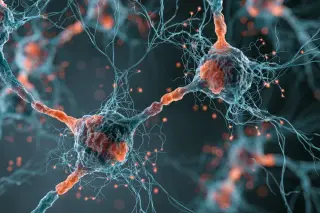 ECT-Style Stimulation Recasts Adult Neurons into a Plastic, Youthful State