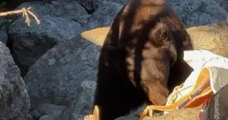 Grand Teton euthanizes black bear after visitors' food-related decisions