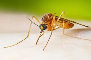 West Nile virus hits earlier than ever as cases rise, with safety tips