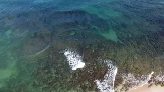 Miles-long microalgae bloom cripples Israel's desalination plants