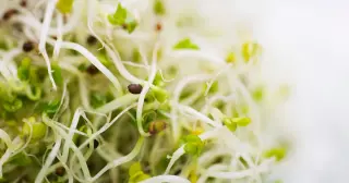 Alfalfa Sprouts Linked to Unusual Dual-Bacteria Outbreak in MN and WI