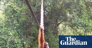 First on-camera canopy-bridge crossing by a Sumatran orangutan signals wildlife-friendly infrastructure