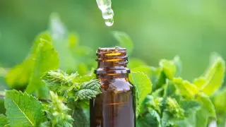 Peppermint Oil Lowers Blood Pressure by 8 Points in 20 Days, Study Finds
