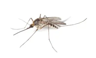 Rains spark mosquito surge; Sumter County ramps up control efforts