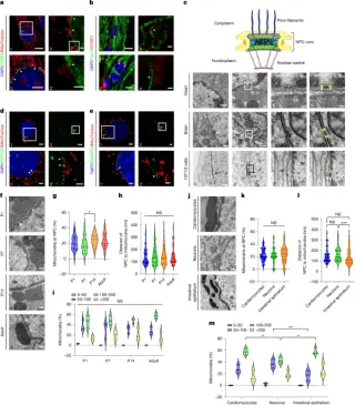 Mitochondria form a direct tether to the nuclear pore to power the nucleus and influence cell fate