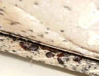 Study: Bedbug resurgence driven by insecticide resistance, not international travel
