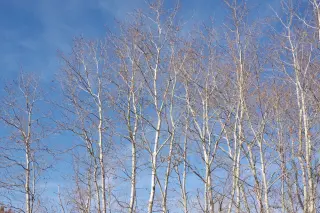 Pando: the 6,000-ton aspen clone—the heaviest living organism on Earth