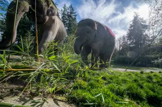 Oregon Zoo Elephant Tula-Tu Shows Signs of Recovery After EEHV Diagnosis