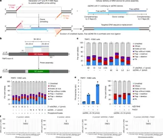 Prime assembly enables in-cell stitching of large DNA segments for targeted genome editing