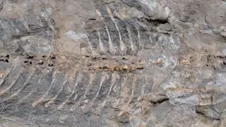 Garden slab hides a near-complete Triassic amphibian fossil