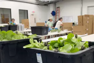FDA lays out scale of Taylor Farms lettuce recall tied to parasite outbreak