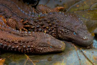 Borneo's Elusive Mini-Dragon: A Living Fossil Fighting for Survival