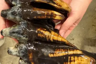 Mastodon Tooth Unearthed in California Creek, Spotlighting Open-Space Protections