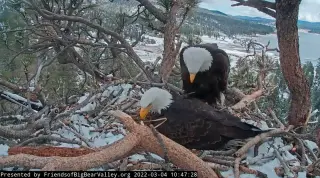 Farewell to Jackie: Beloved livestream bald eagle dies at 14