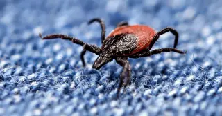 Lyme Disease Finds Southern Ground as Ticks Expand Southward