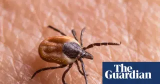 Tick bites surge in US and UK as climate and habitat shift