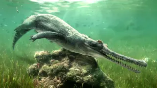 CT Scans Reveal Ancient Crocodile Species Hidden in Great Sphinx Stone