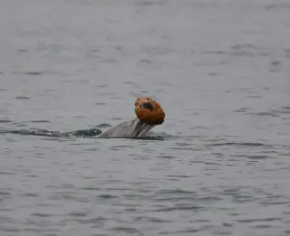 Dolphins Use Seashells to Catch Fish, Possible Maternal Teaching